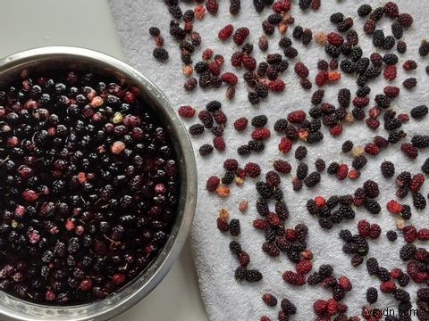 떨어지는 과일(Falling Fruit) 앱으로 무료 먹거리 찾는 방법