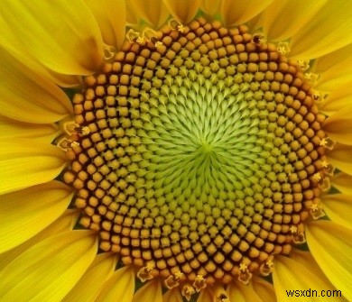파이썬(Python)으로 구현하는 필로탁시스(Phyllotaxis) 패턴
