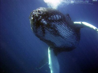 모바일 게임의  고래(Whale) 란 무엇일까? 고래 유저의 모든 것