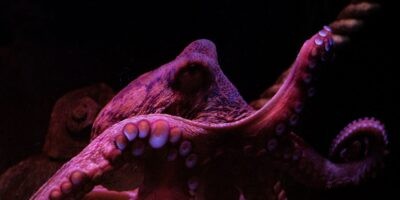 Octoparse 8.4 리뷰: 코딩 없이 누구나 쉽게 하는 웹 스크래핑