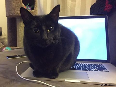 랩톱 컴퓨터 및 책상 공간을 Cat-Proof하는 방법 