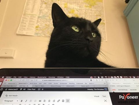 랩톱 컴퓨터 및 책상 공간을 Cat-Proof하는 방법 