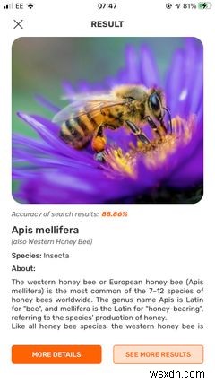벌레 및 곤충 식별을 위한 iPhone의 상위 5개 앱