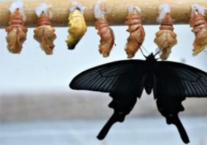 Mac에서 파일 경로를 표시하는 5가지 방법 