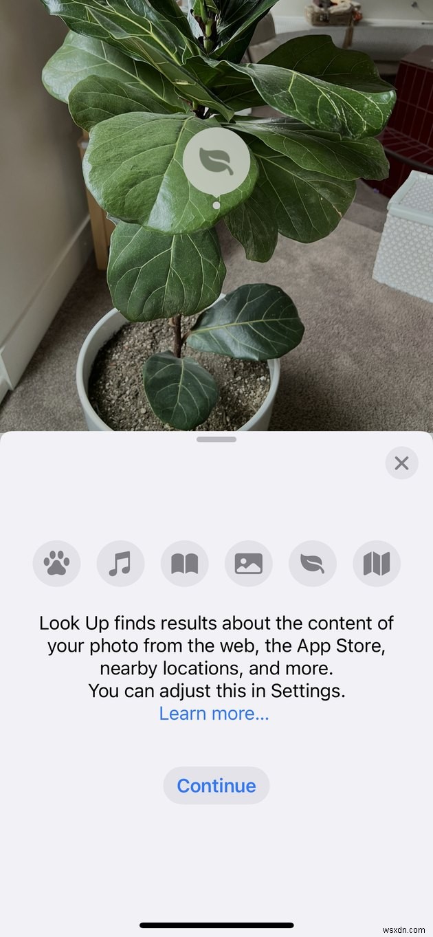 사진을 찍어 iPhone에서 식물을 식별하는 방법