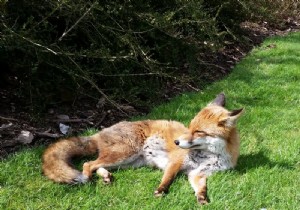 Firefox, Pocket 및 Sponsored Stories