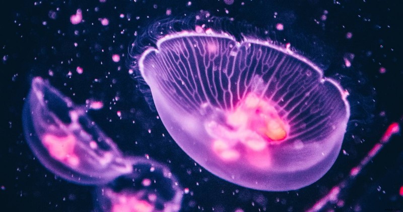 Ubuntu 22.04 Jammy Jellyfish, 논란의 여지가 있는 Firefox 업데이트 소개 